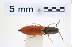 Corymbitodes rubripennis (Lewis, 1894)